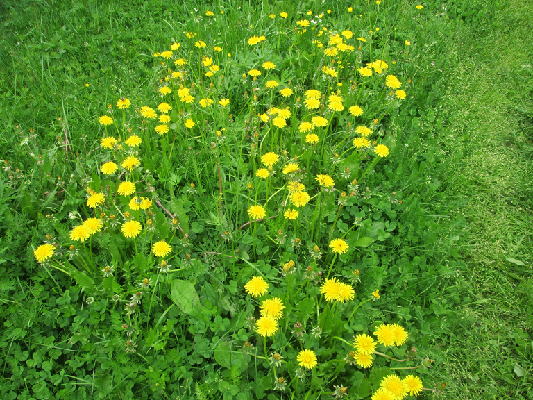 Это красота у моего дома