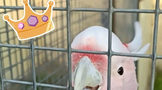 ШУРШИК В СТРАНЕ «ЧИТАЙКА» - канал для веселых детей и классных ...