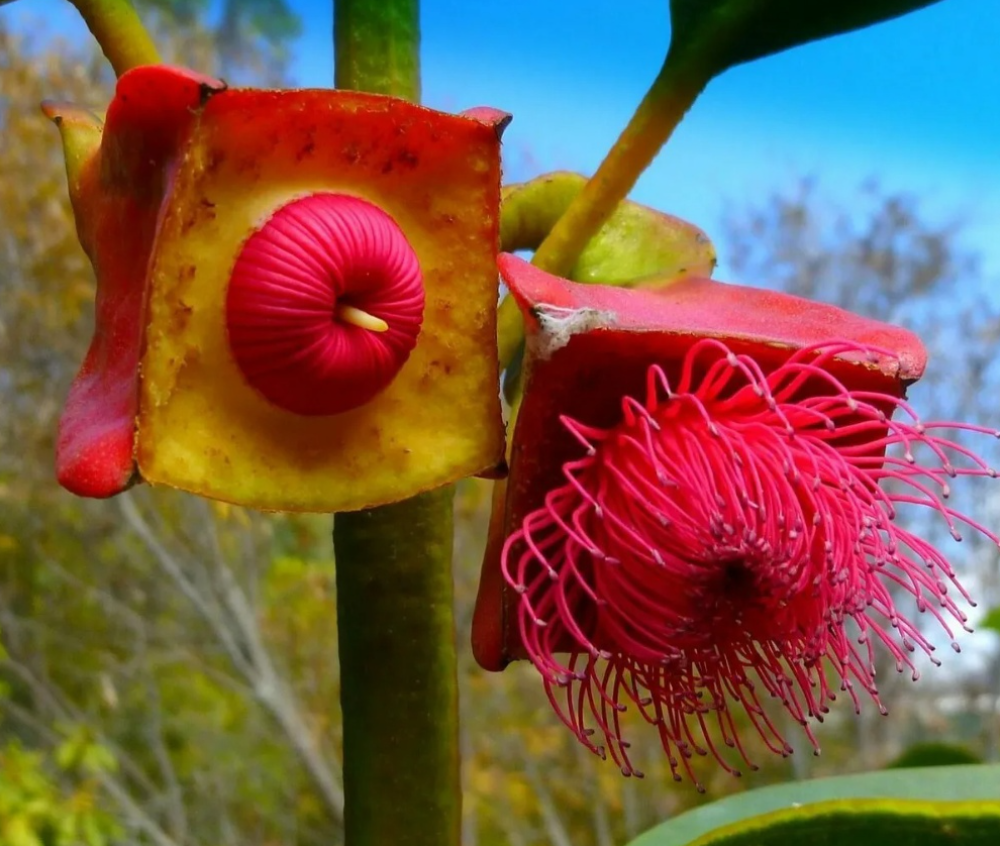 Удивительное интересное растение. Фаталик витаспаразис цветок. Eucalyptus tetraptera. Капур качари растение. Памианта Перуанская.