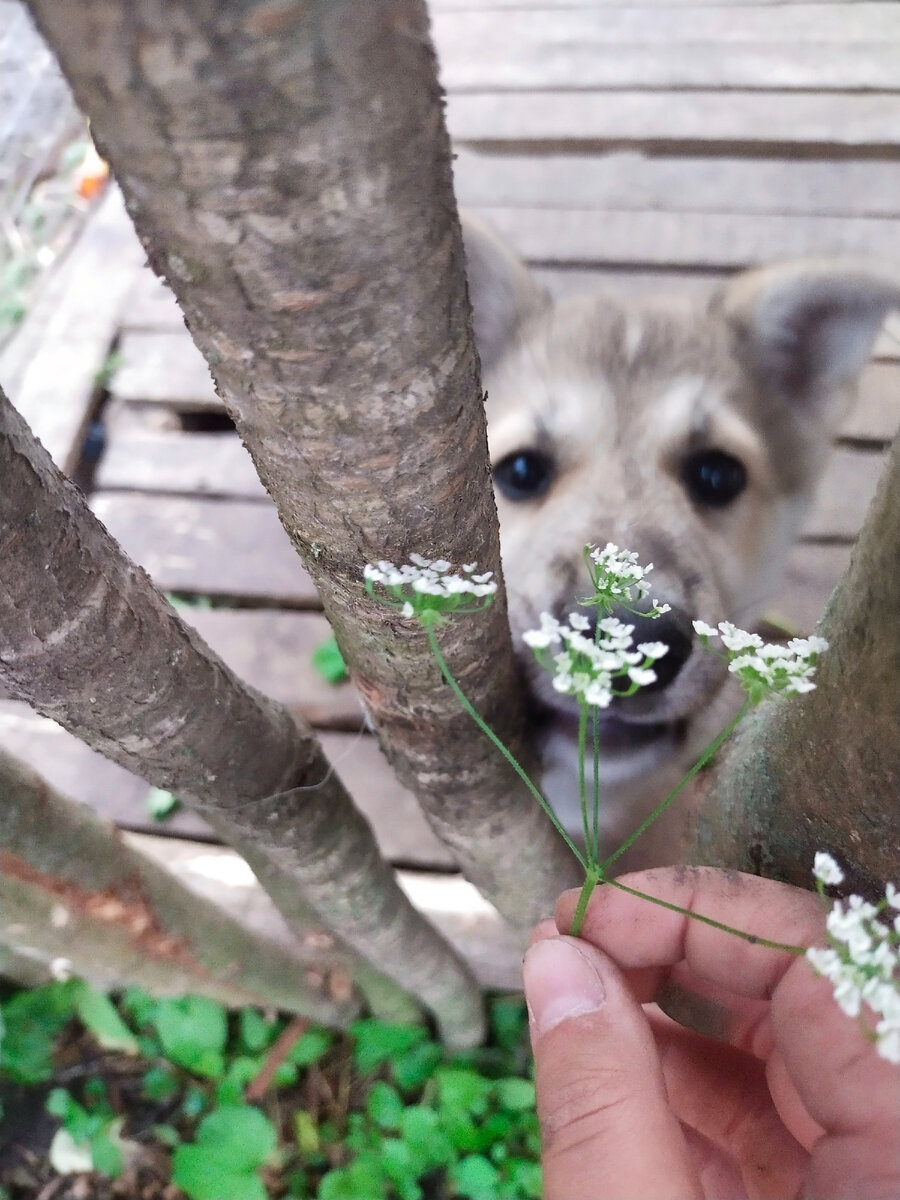 Лакуся с цветами 