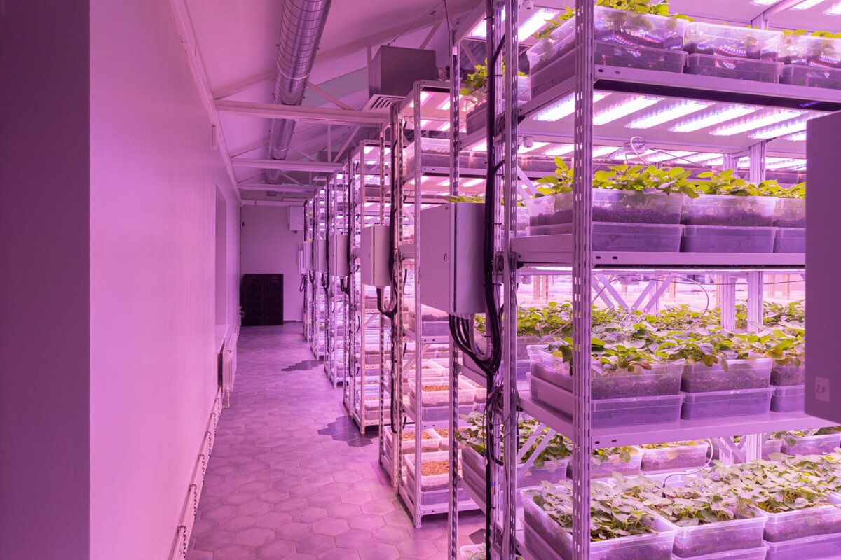 The farm 51 проекты