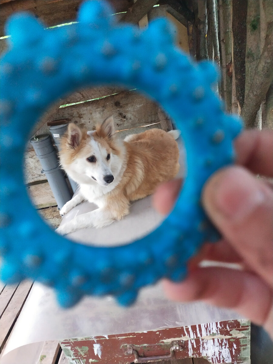 Сви в колечке 