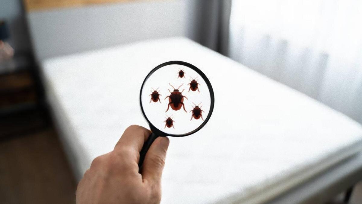    В увеличительном стекле видна целая колония постельных клопов:iStockPhoto