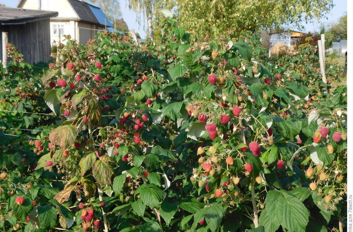 Малина нижегородец отзывы. Сорт малины Нижегородец. Сорт малины Нижегородец-1. Малина Зевс.