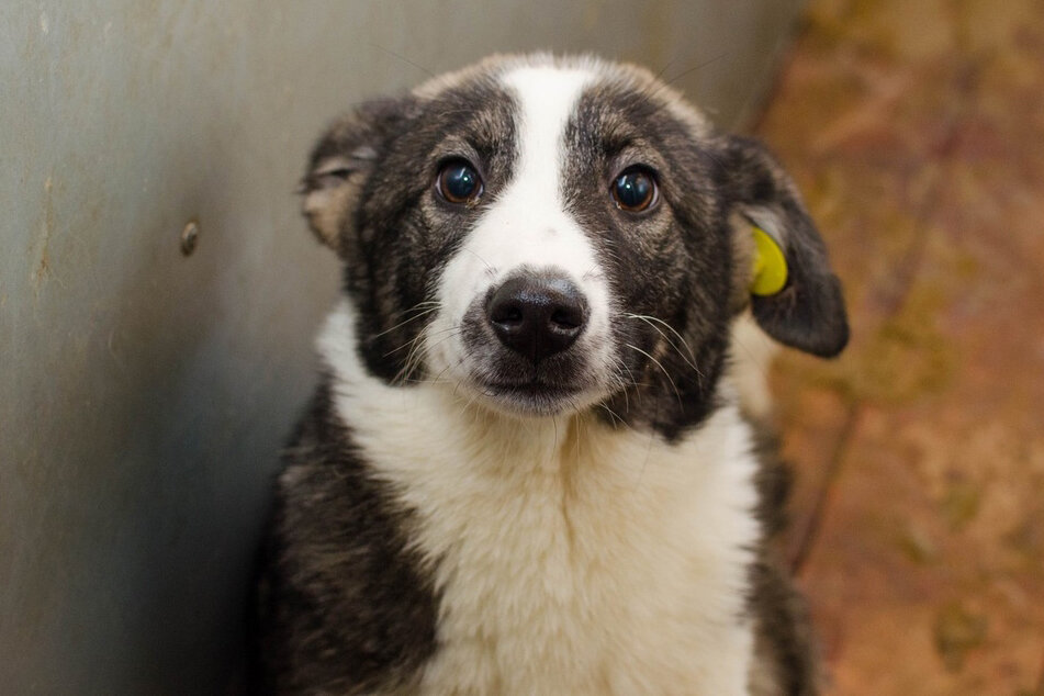 Фото: Благотворительный фонд «ЗООзащита»