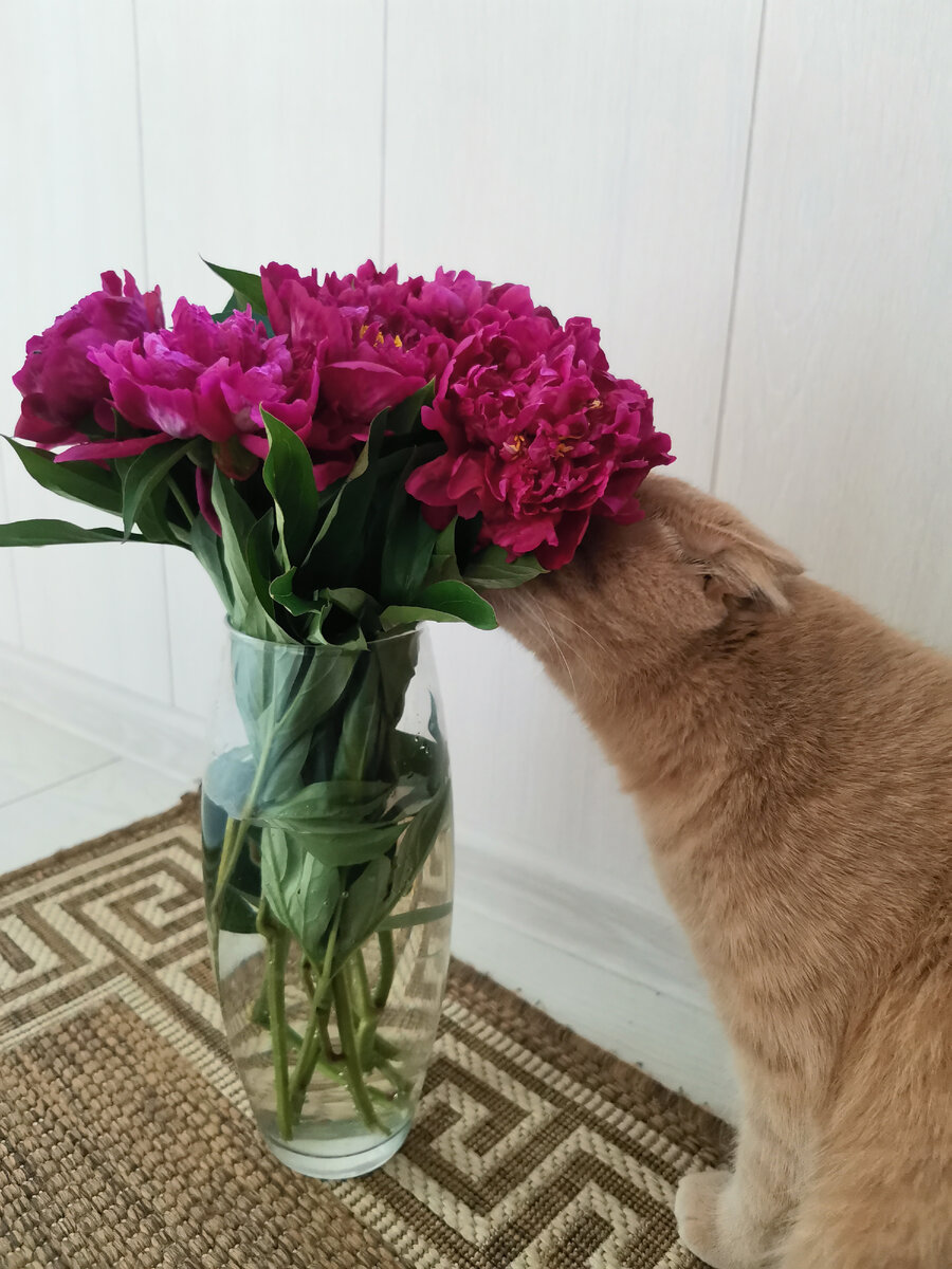 Никакой политики, философии и соплей. Просто кот. Кот, который наслаждается пионами. 