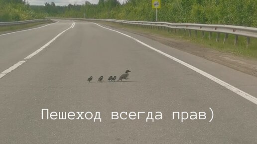 Сбить ворону на машине