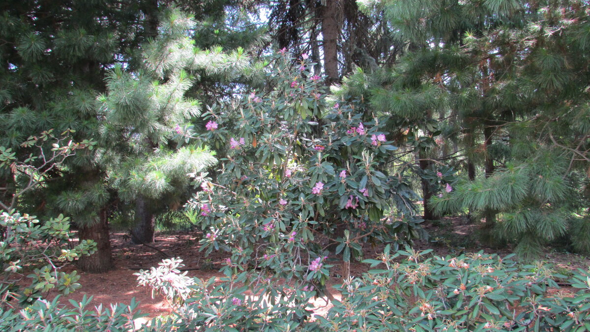 Тенистый уголок сада