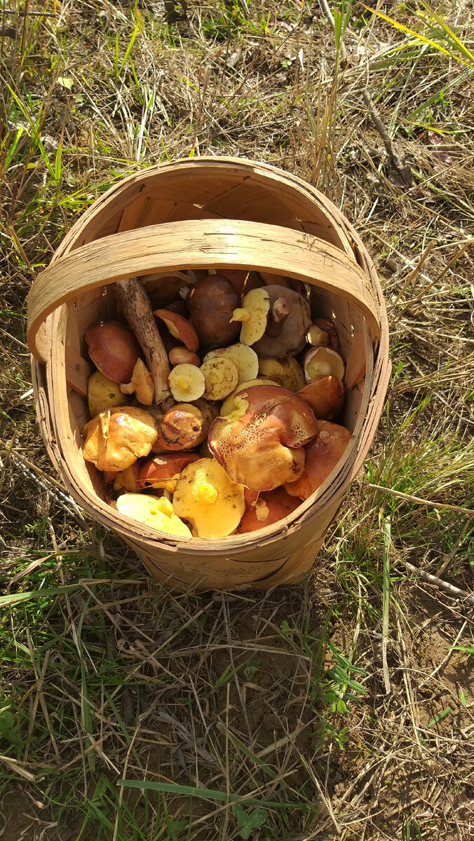 Лукошко с грибами