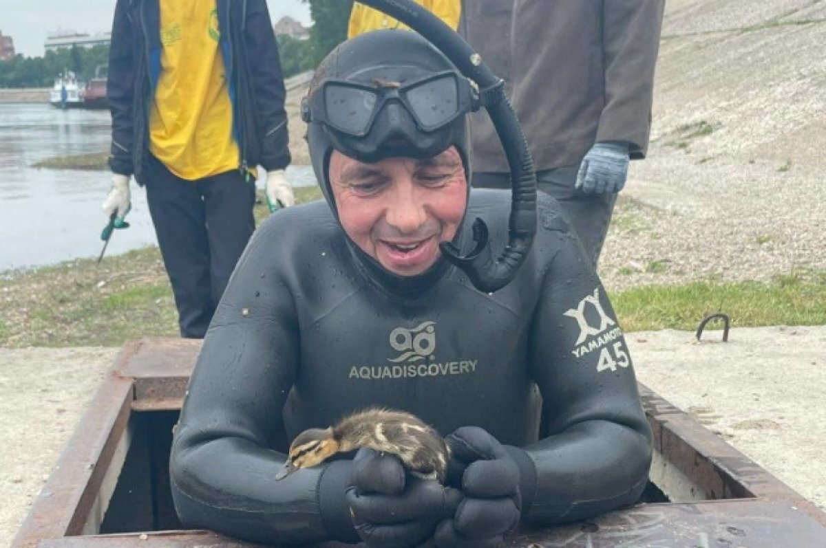    Дайвер спас утят из ливневой канализации в Иркутске