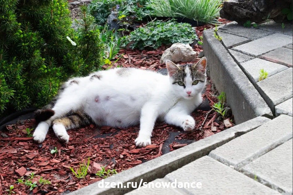 Кормящая кошка может забеременеть. Проверь кошку. Могут ли кошки беременеть зимой. Может ли кошка забеременеть без признаков течки.