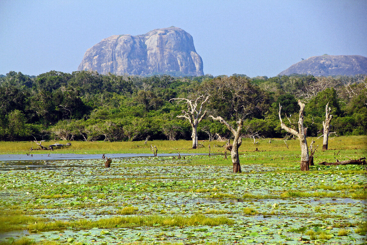 Какой год на шри ланке. Национальный парк Кумана Шри Ланка. Национальный парк Яла Шри Ланка. Парк Яла Шри Ланка. Заповедник Яла Шри Ланка.
