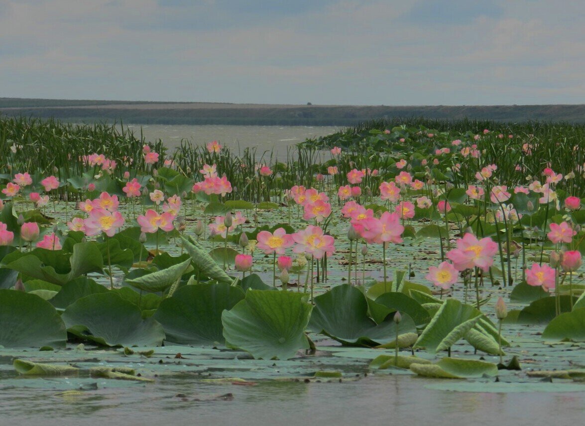 Розовый лабинский краснодарский край