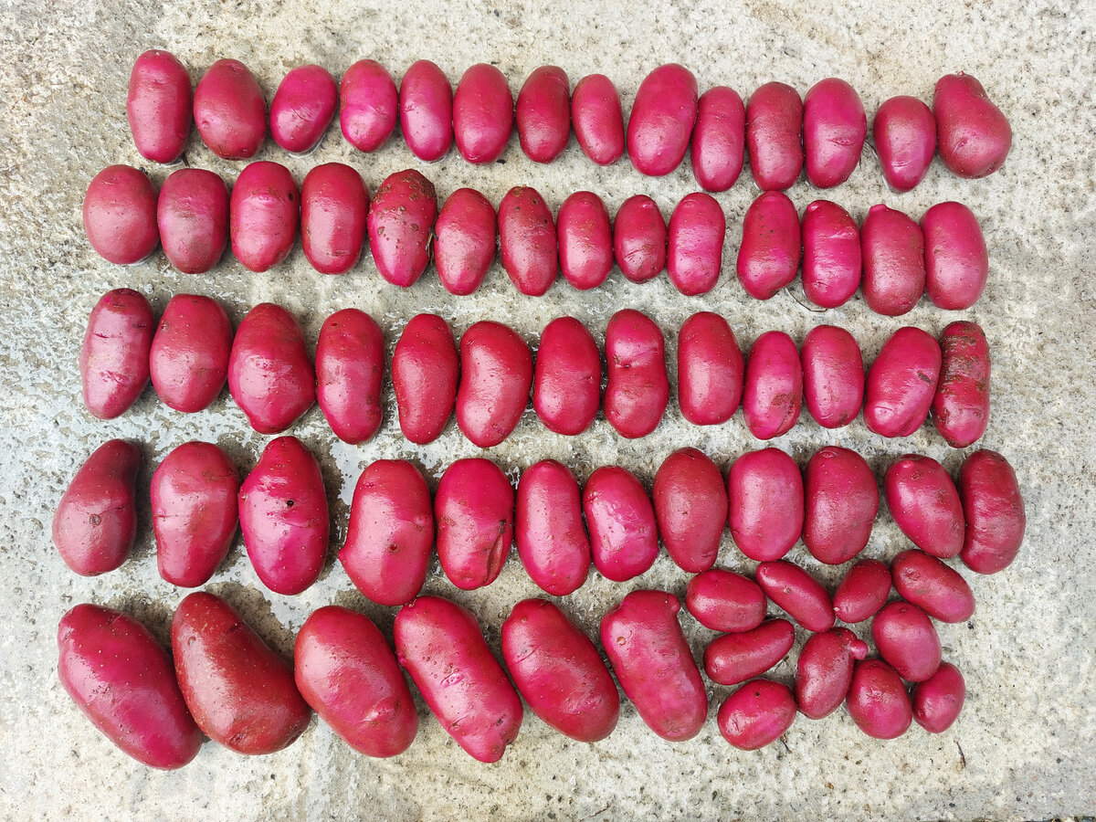 Маунтин Роуз