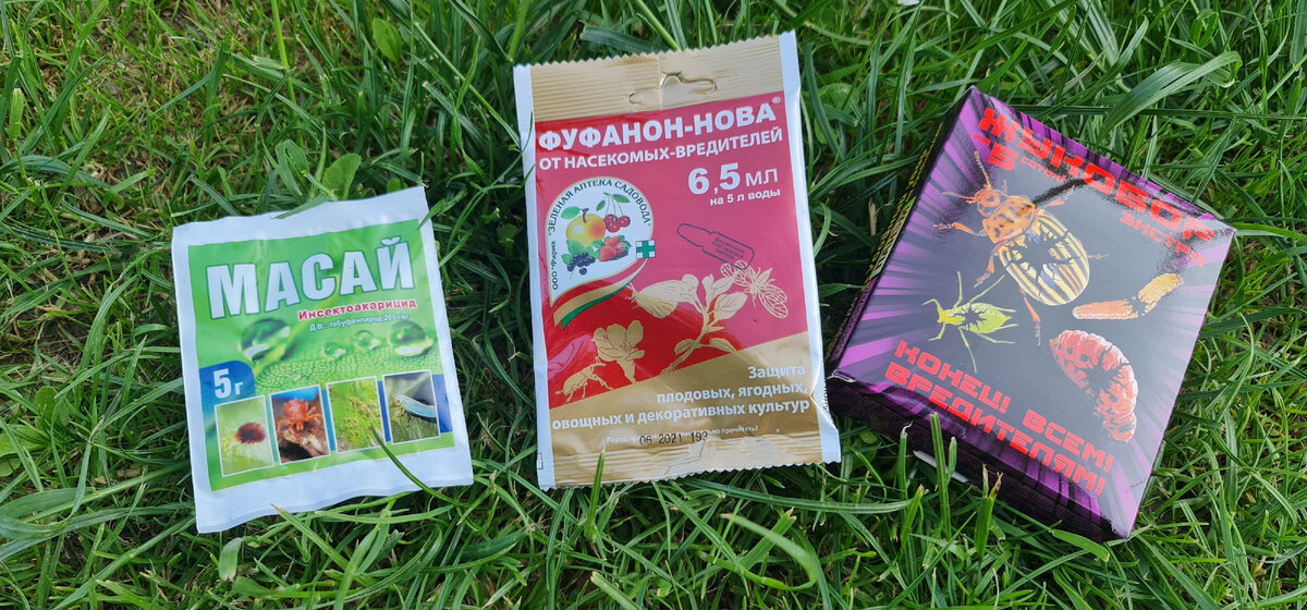 Я вовремя их остановила. Трипсы на розах. Моя стратегия борьбы | Юлия 🌸 ...