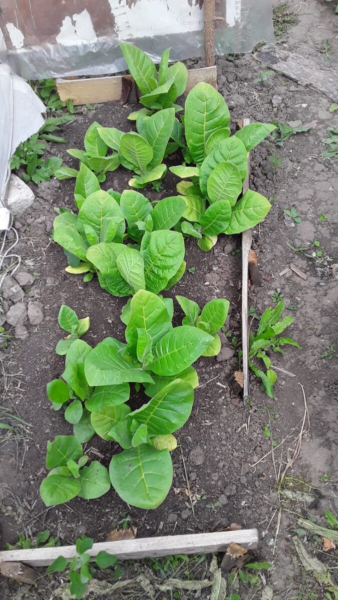 То же, только грядочка побольше.