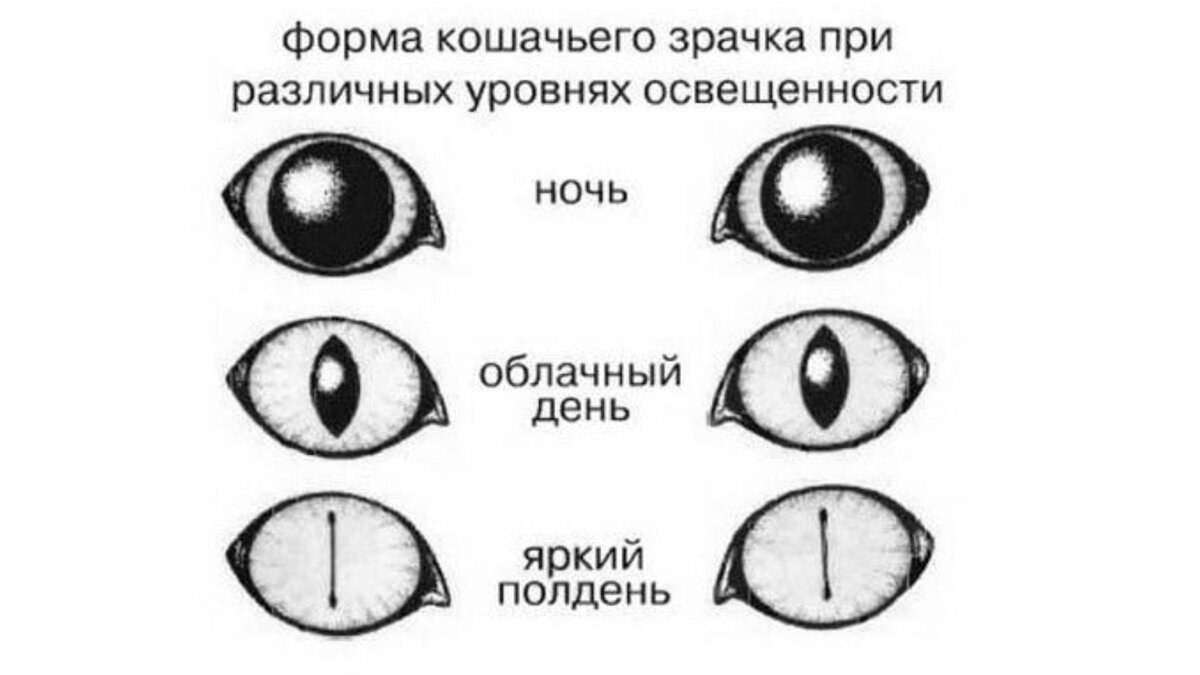 Почему зрачок меняется. Строение глаза кошки. Строение кошачьего глаза. Зрачок кошки. Как устроен глаз кошки.