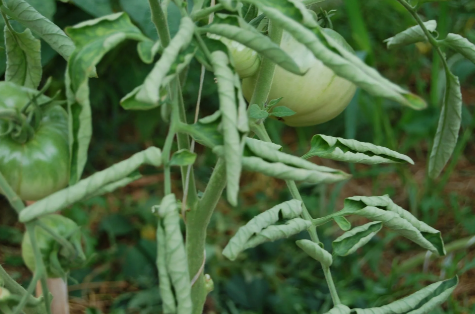 скан автора