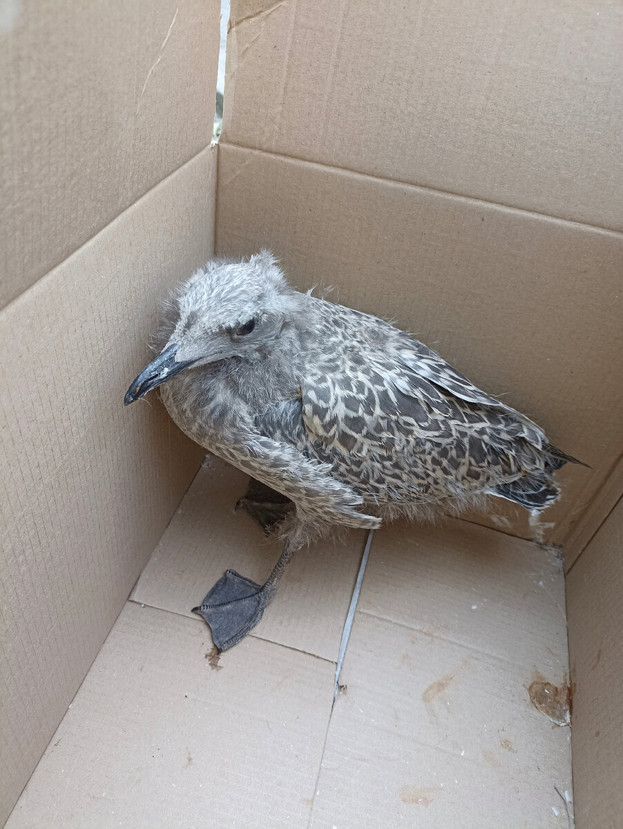 Надеюсь, с ним всё будет хорошо