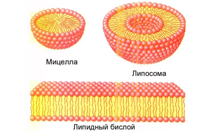 Липидный слой. Липидный слой и липосома. Липидные бислои. Липидные мицеллы бислои липосомы. Липидный бислой кожи.