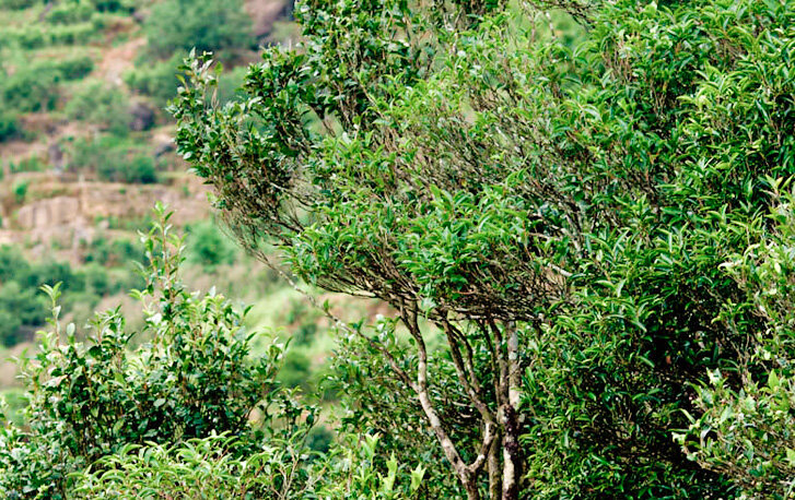 Чайное дерево 
