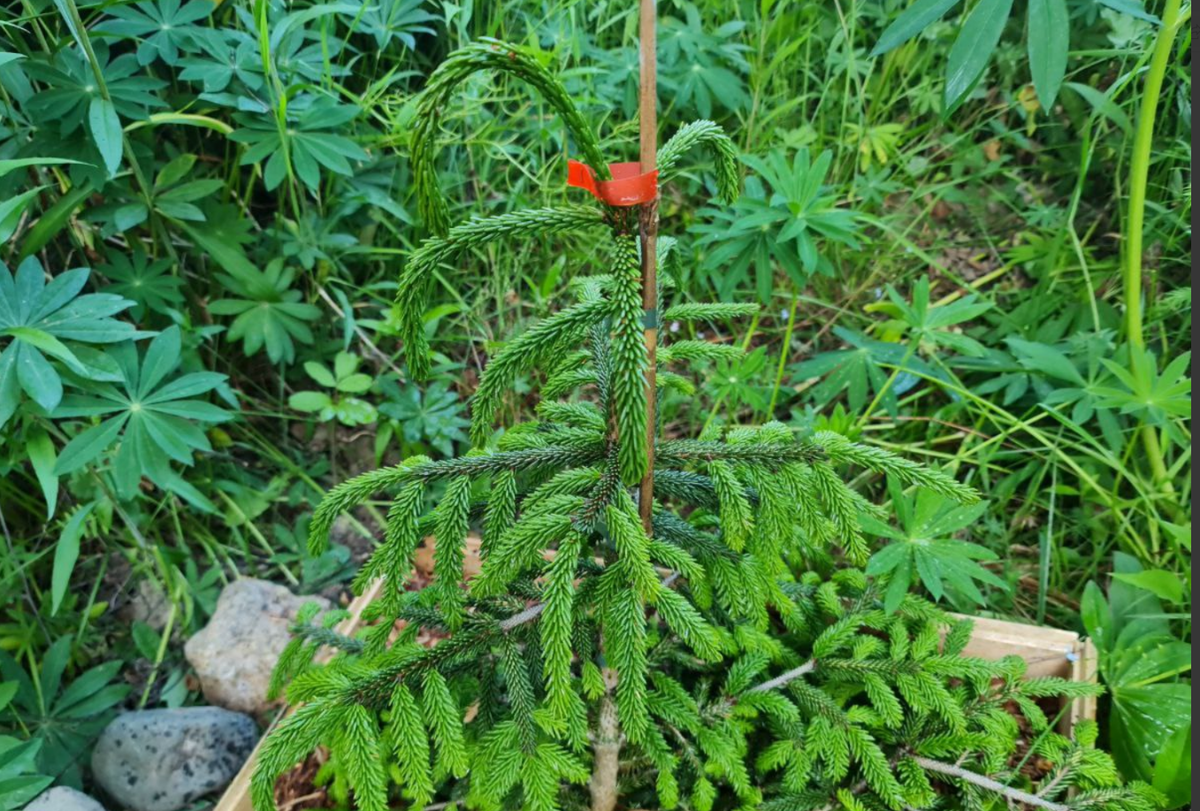 Вот так начала делать моя недавно посаженная ель восточная Ауреаспиката после того, как две недели не было дождей. Один небольшой дождь не спасает, приходится доливать ее как следует, тогда приросты снова выпрямляются.