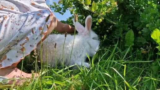 Следуй за белым кроликом!🐇🐰 Валерик на вольном выгуле под присмотром маленькой хозяйки🤍