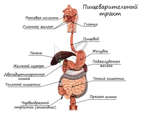 Анатомия желудочно-кишечного тракта