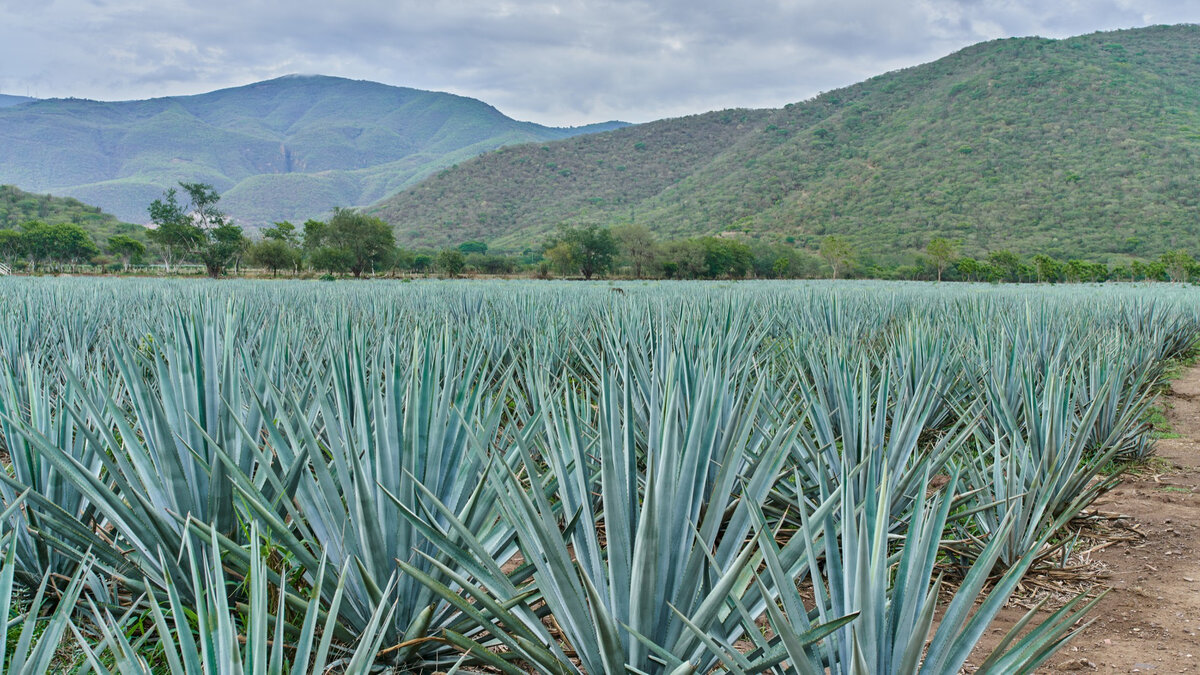 Настоящую текилу производят только из одной разновидности агавы — Agave Weber Azul, выращиваемой в штатах Халиско, Гуанхуато, Мичоакан, Найярит и Тамаулипас
