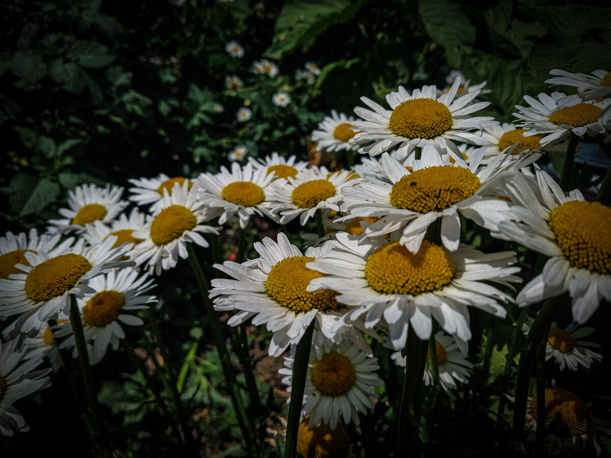 Я у мамы цветовод 🌻 | [Старая литературная полкА] | Дзен