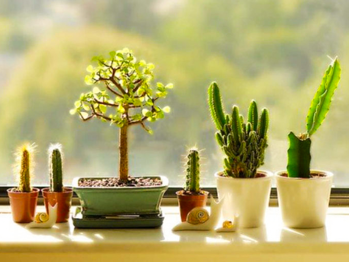 Создание Уголка для Кактусов и Суккулентов в Вашем Доме