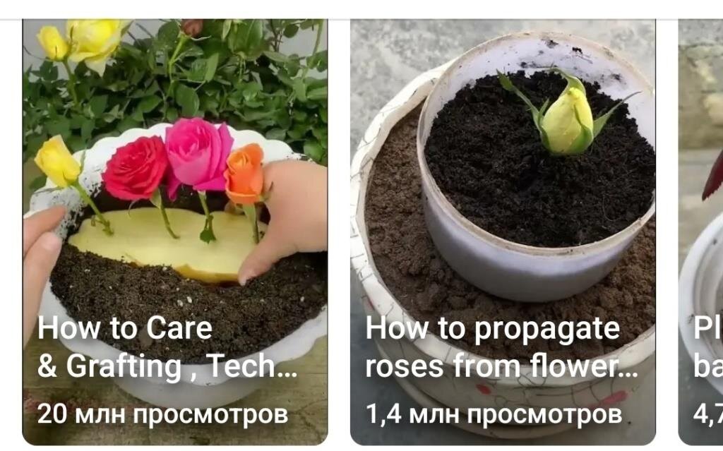 Роза из морковки