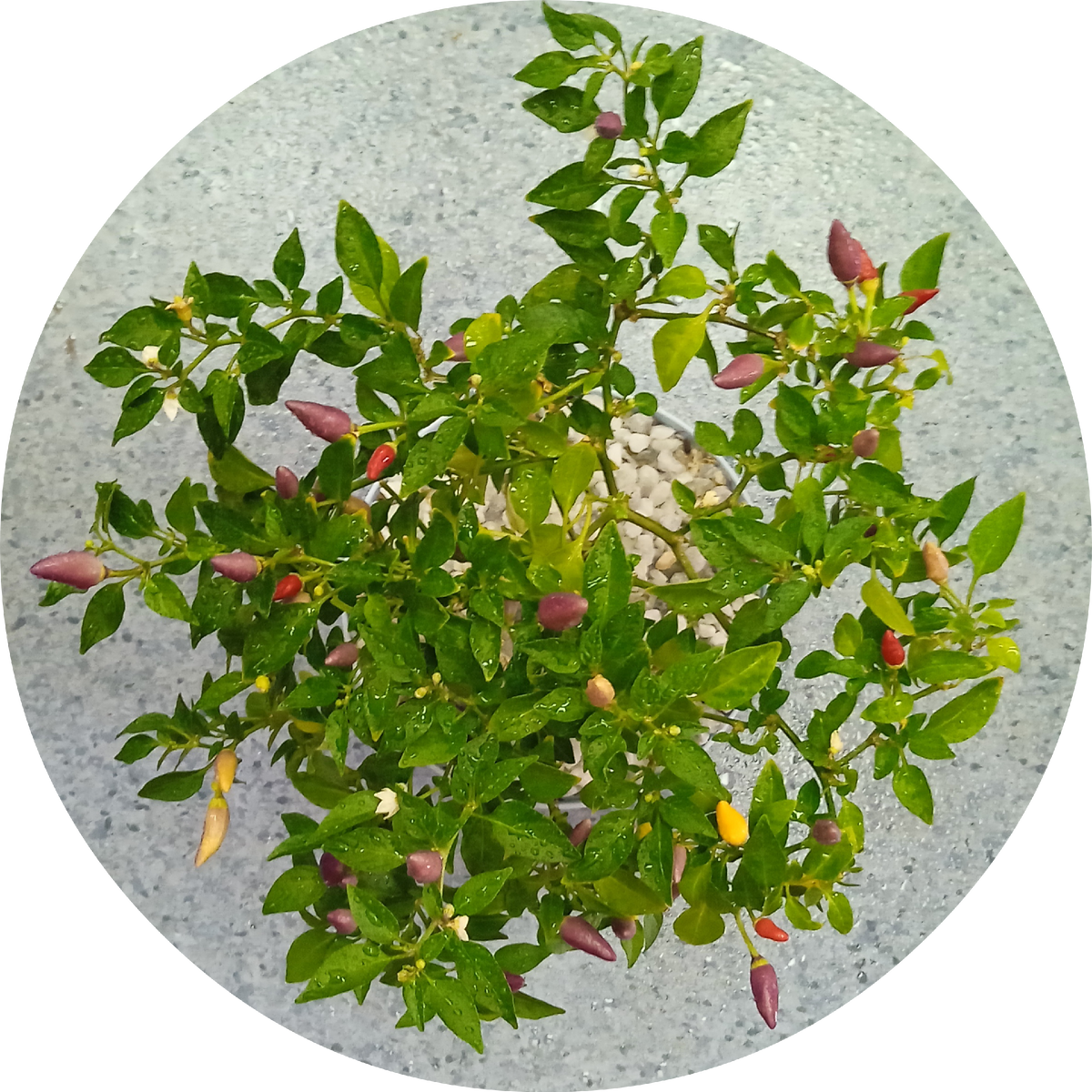 Греческий острый перец, посажен весной 2022 года