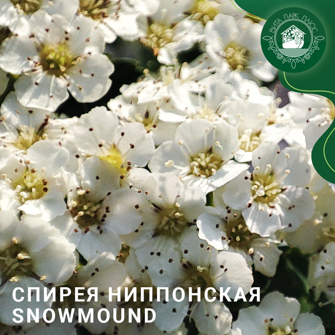 Фото нашей Спиреи в питомнике Вита Парк Плюс.