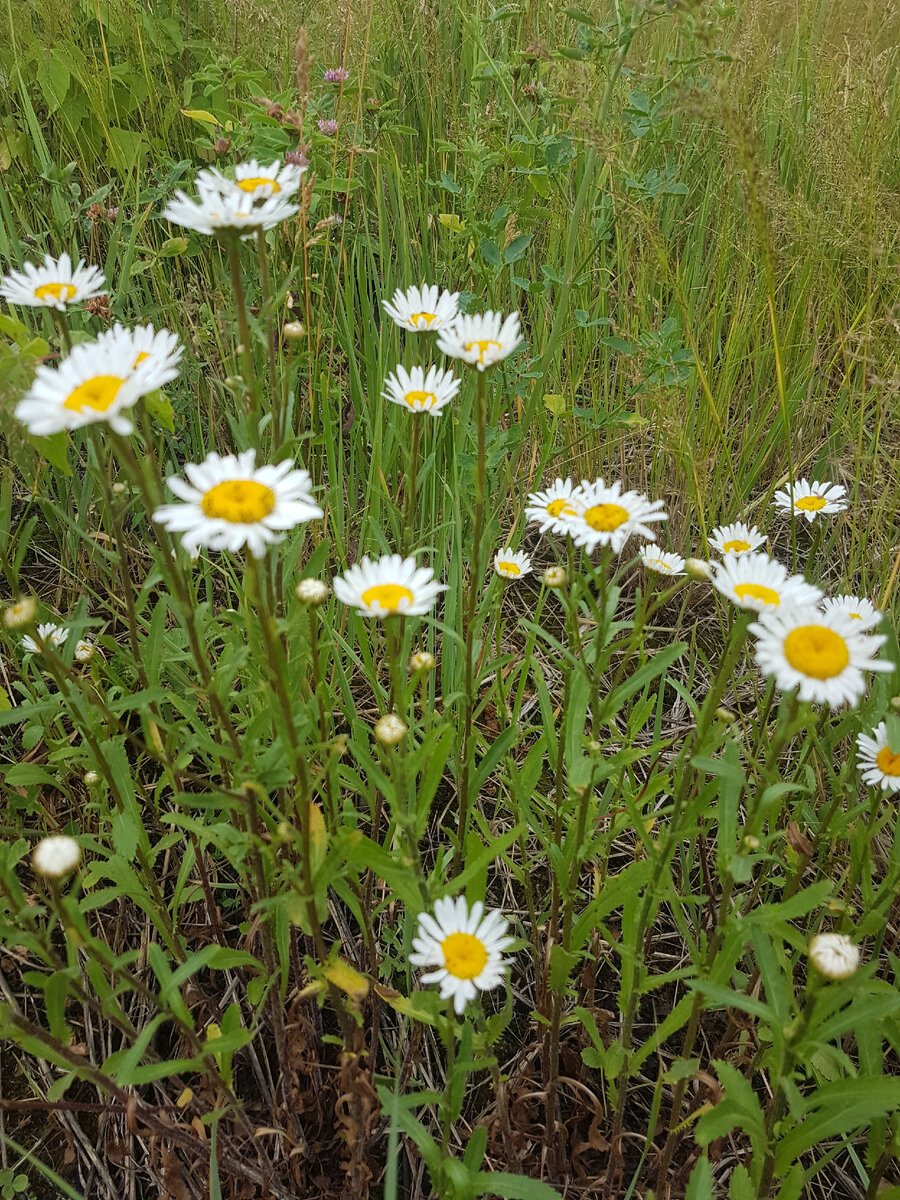 Фото автора. Подмосковье. 