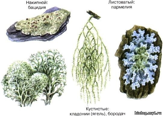 Рисунок 1 - Виды лишайников по форме таллома