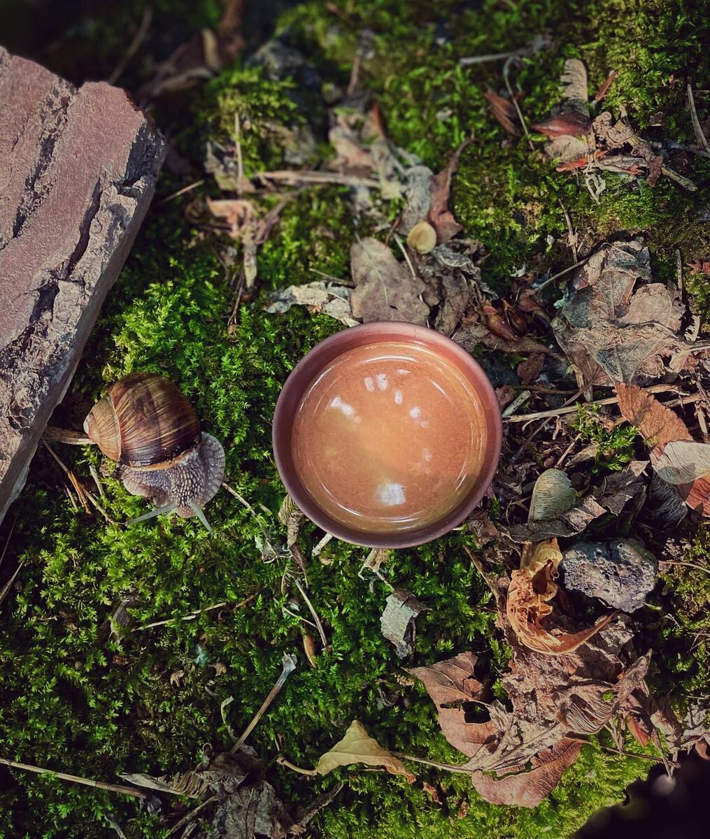 А вы знали что улитки тоже любят какао?