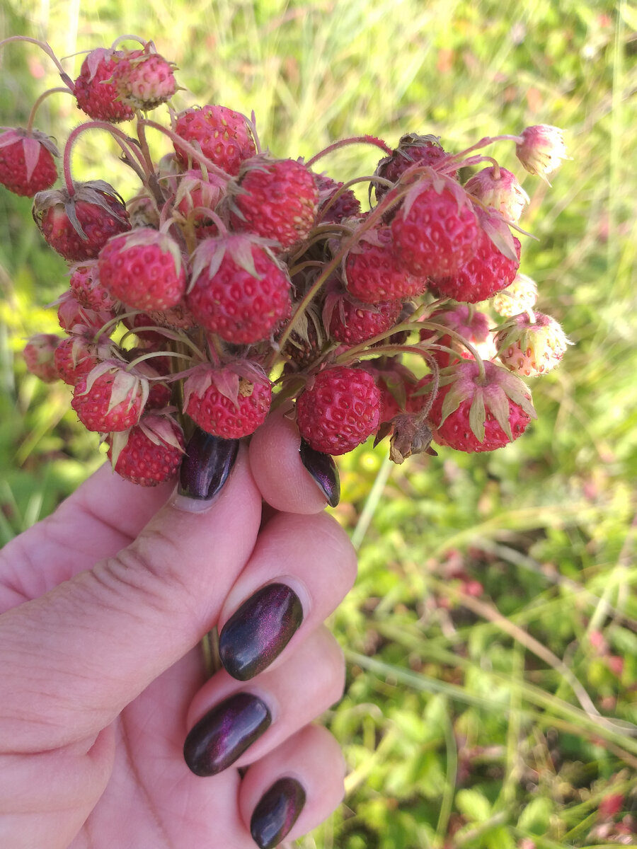 27.06.2023г.луговую клубнику с внучкой собираем,да и лопаем там же🥰 и вас угощаю