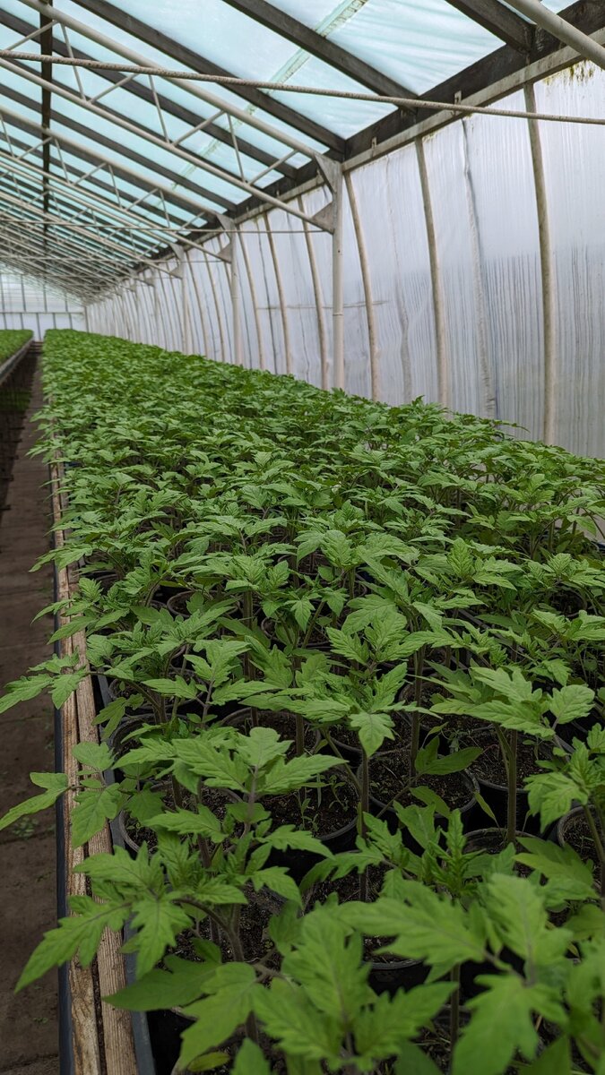 Активный рост ботвы