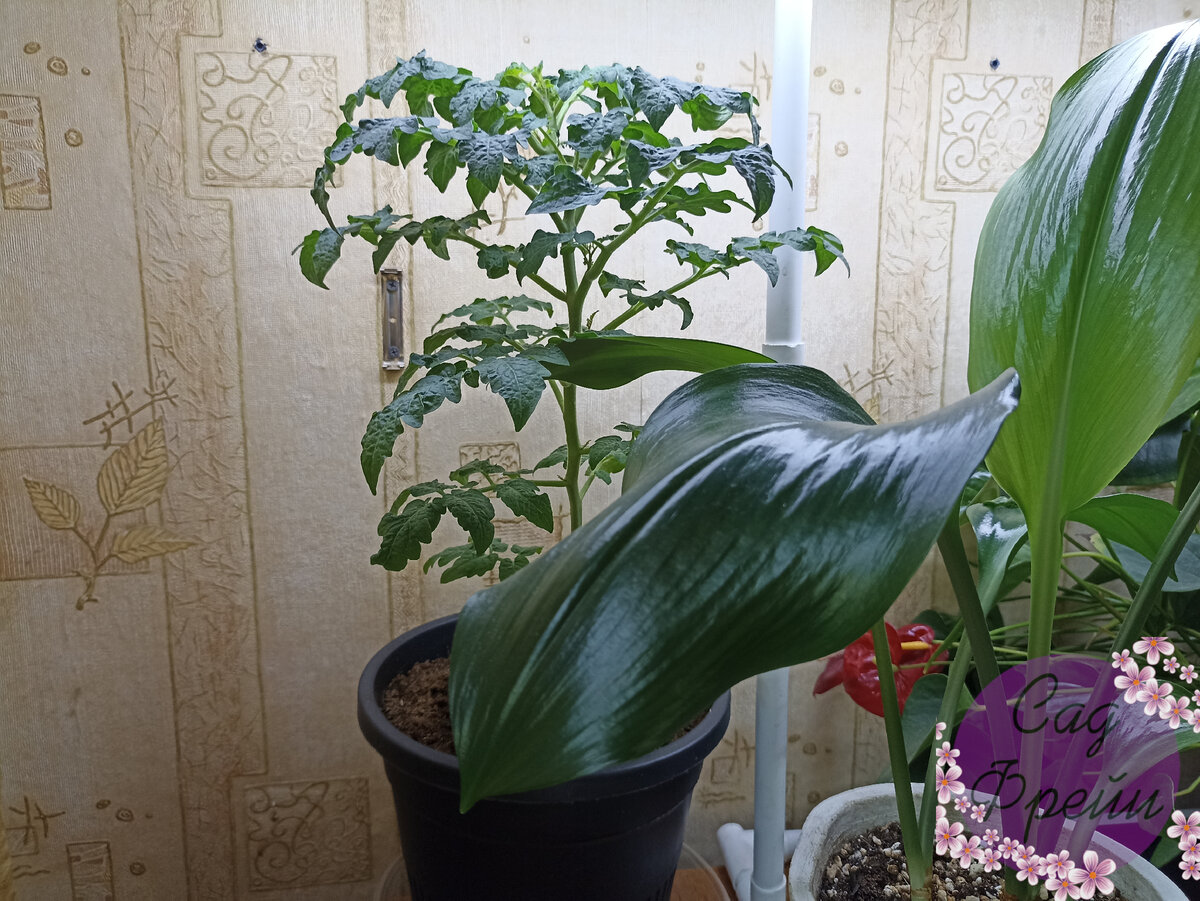 В процессе выращивания