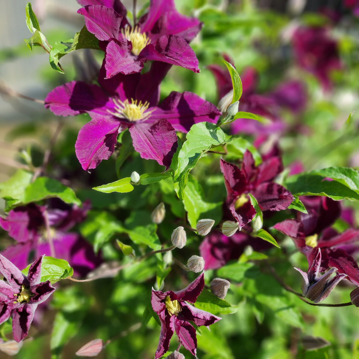 Начали цвести клематисы.