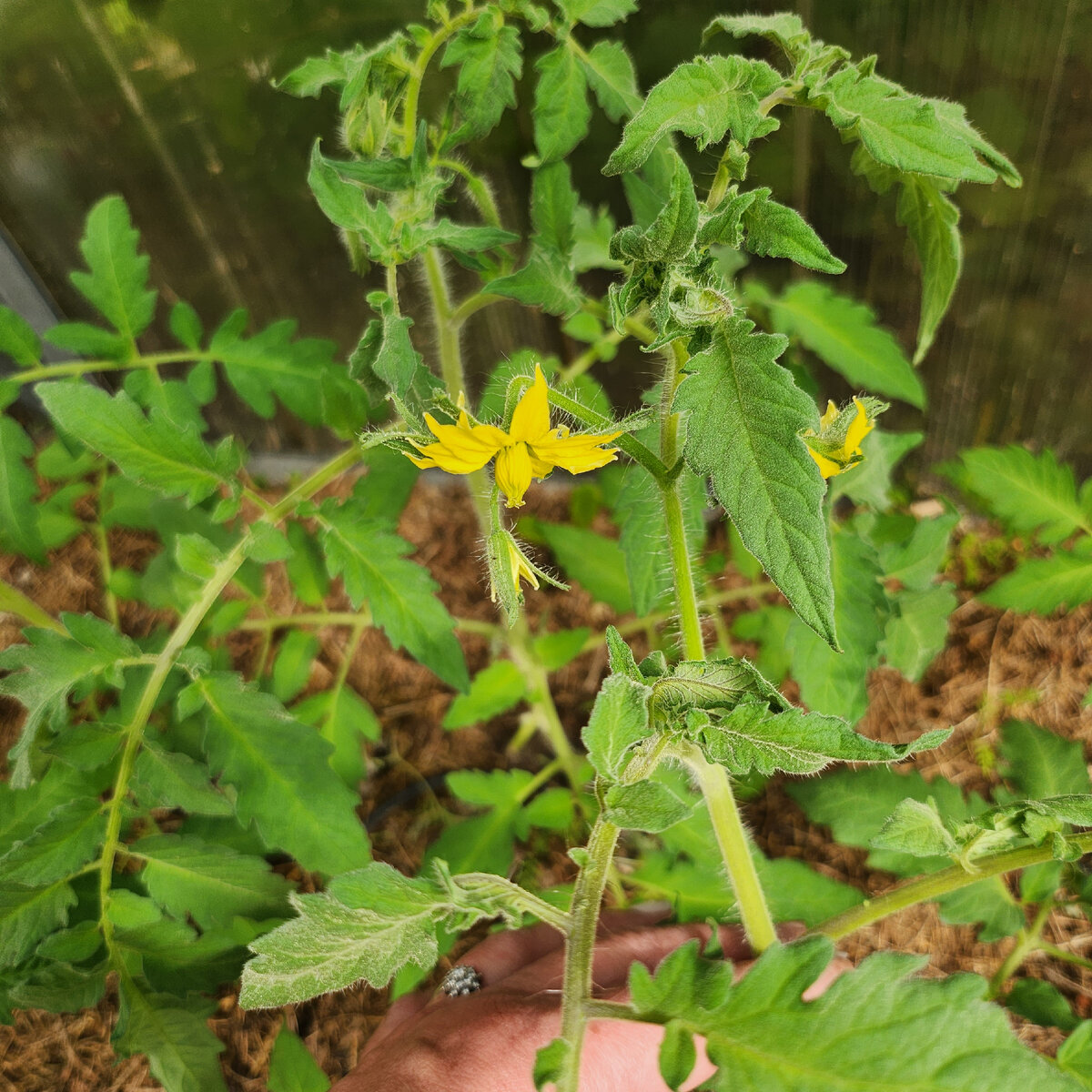 В парнике уже появились завязи.