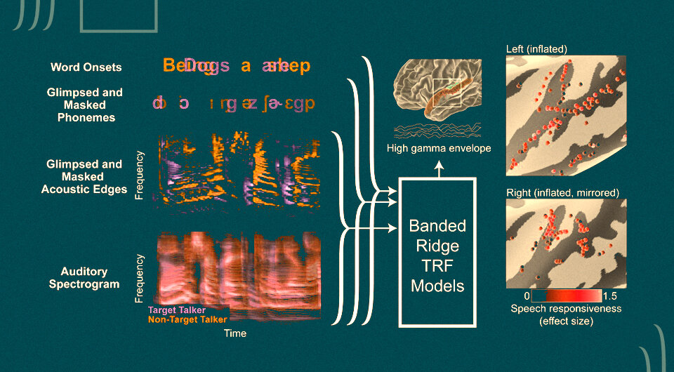   Mesgarani et al. / PLOS Biology, 2023