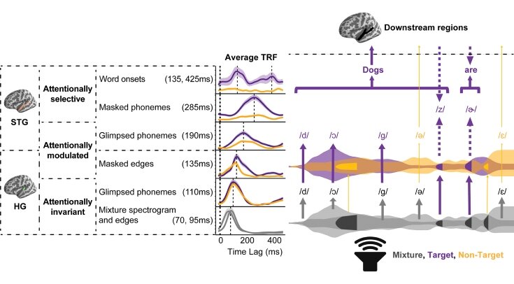     Модель кодирования речи при нескольких говорящих Mesgarani et al. / PLOS Biology, 2023