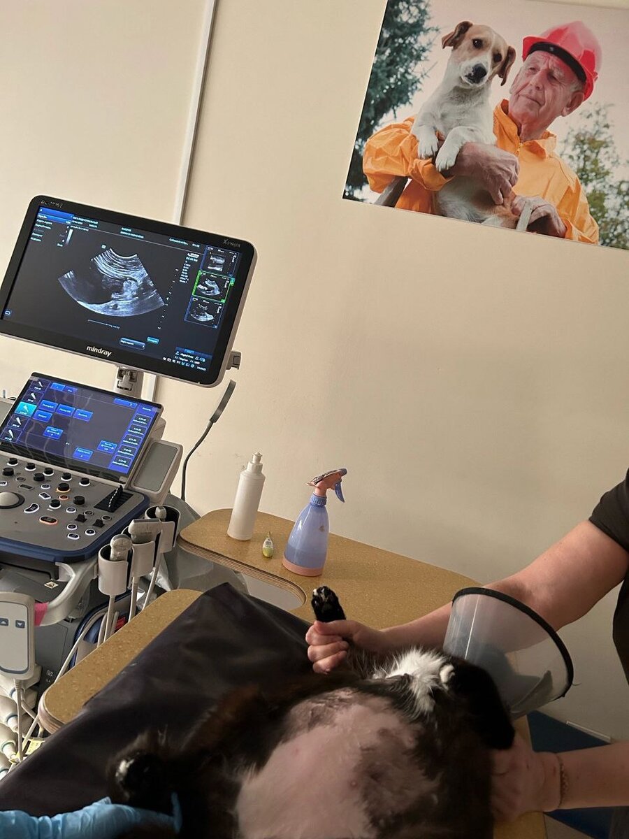 Валерик на УЗИ