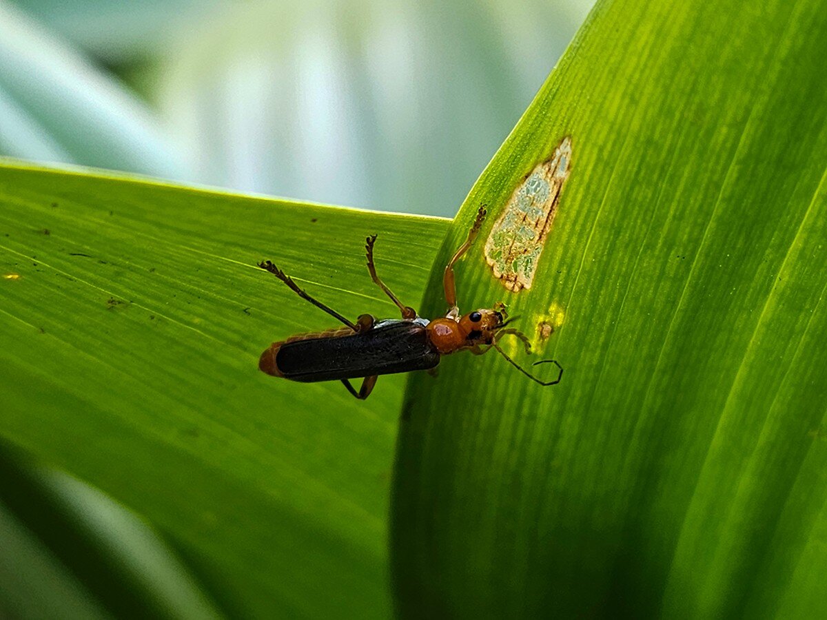    Зум — это не только для портретов и дальних объектов. Доказываем с Samsung Galaxy S23 Ultra