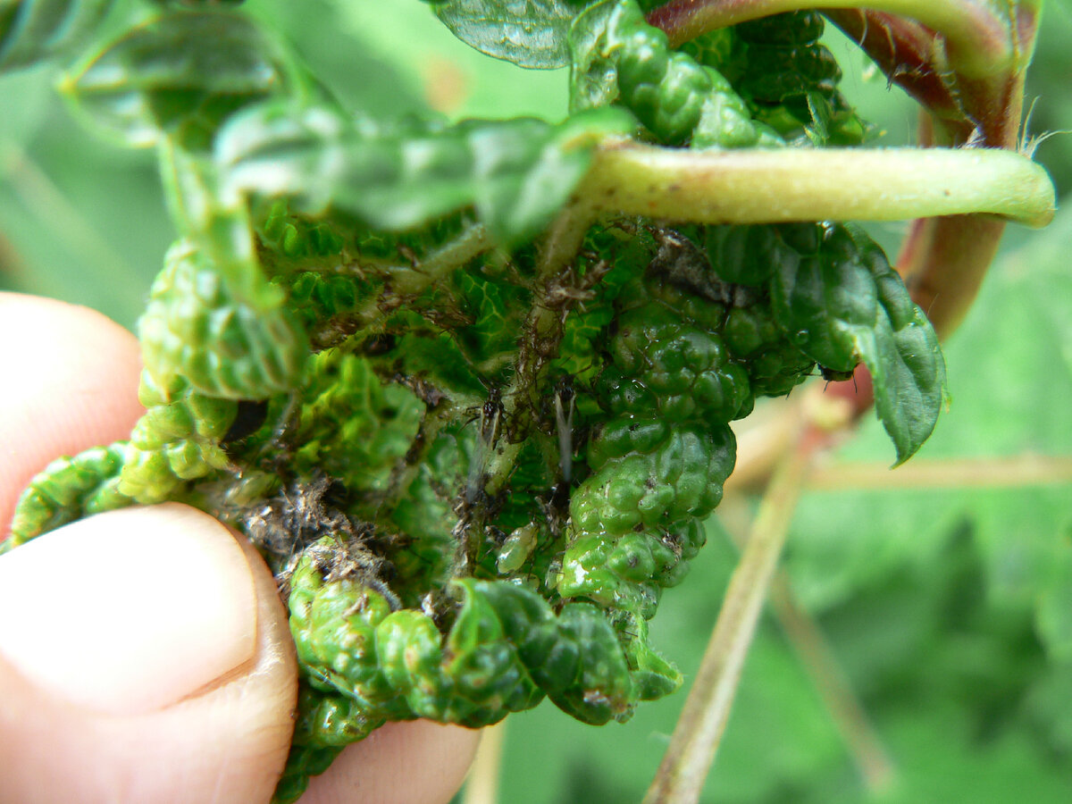 Тля крыжовниковая побеговая