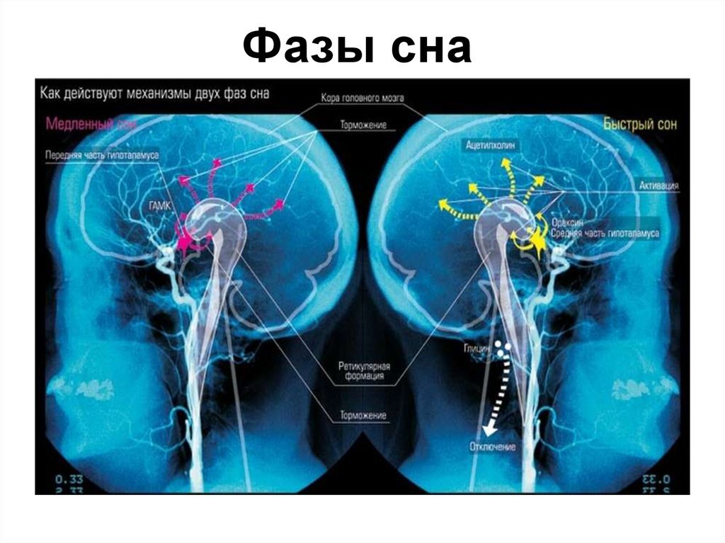 Физиологические процессы сна