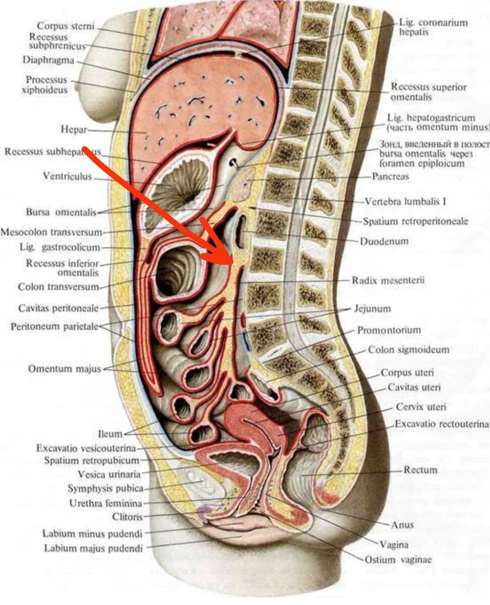Корень брыжейки показан красной стрелкой. 