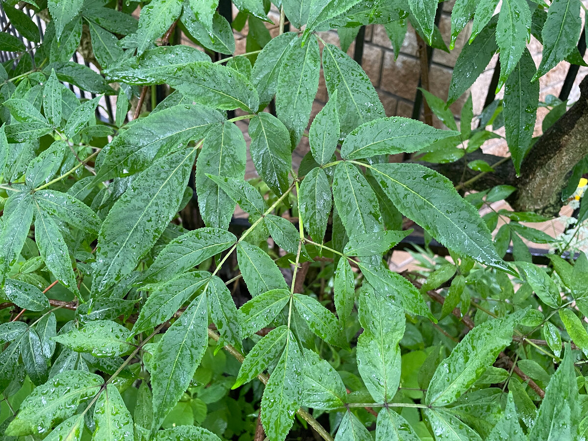 Листья бузины красной